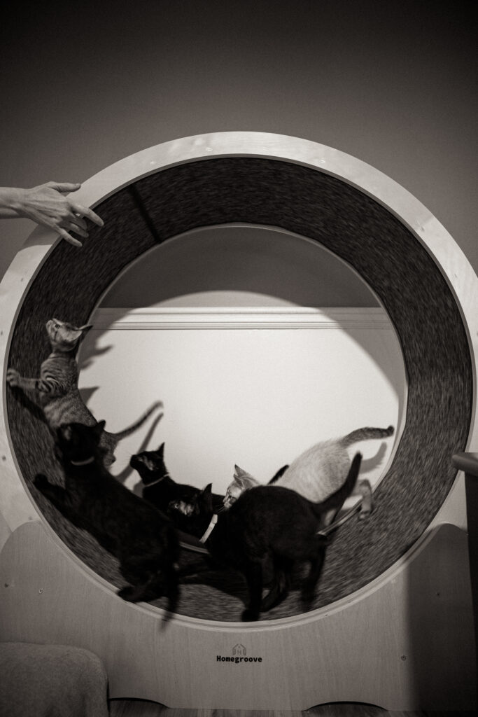 empearsonphotos fosteringjoy 1 em pearson photos