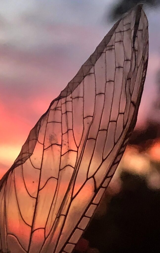 img 9646 cheri gollahon