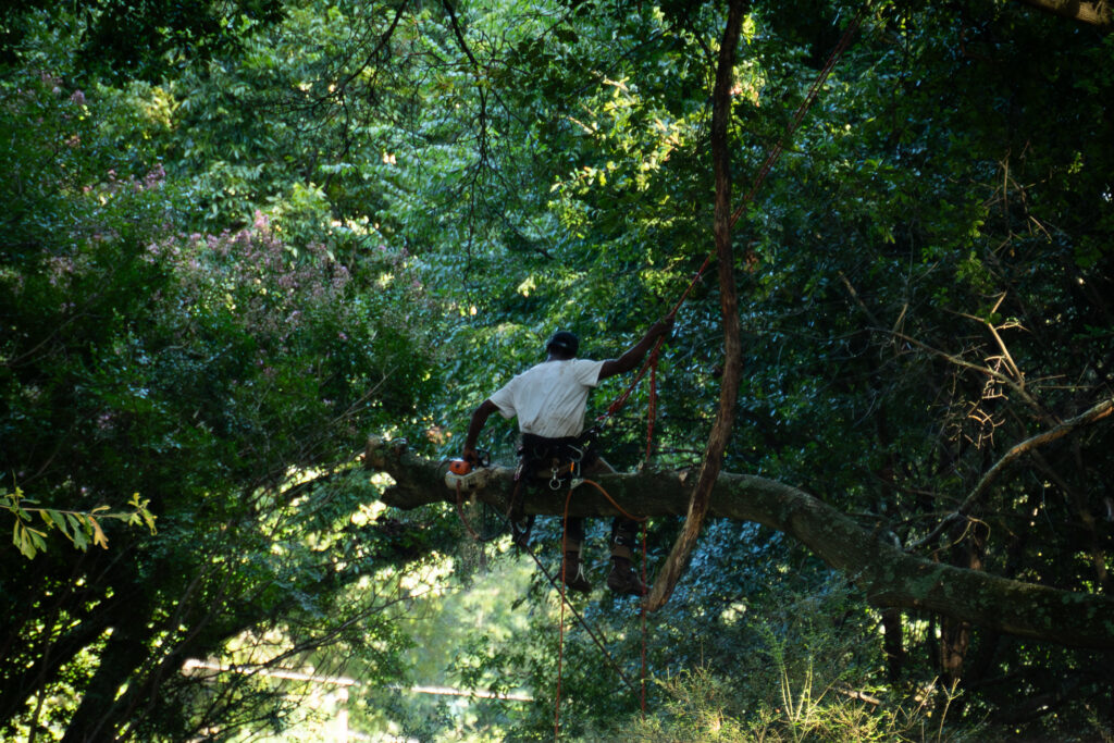 timber riley krill (1)